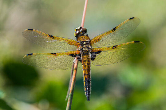 A Four-spotted Skimmer (Libellula quadrimaculata), official State Insect of Alaska, on a twig; Astoria, Oregon, United States of America
