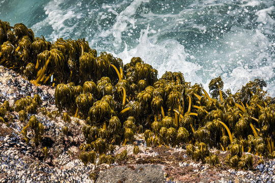 Sea Palms (Postelsia palmaeformis) cling to the rocks in the surf at Rocky Creek State Scenic Viewpoint on the Oregon Coast; Depot Bay, Oregon, United States of America