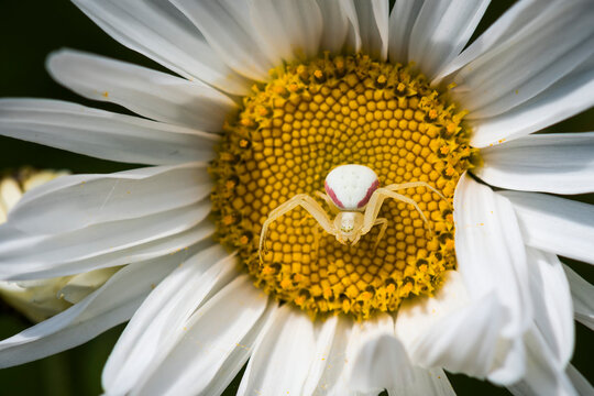 A female Goldenrod Crab Spider (Misumena vatia) waits in ambush on a shasta daisy (Leucanthemum &times; superbum) in an Oregon flower garden; Astoria, Oregon, United States of America