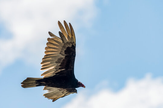 A Turkey vulture (Cathartes aura) circles overhead; Astoria, Oregon, United States of America