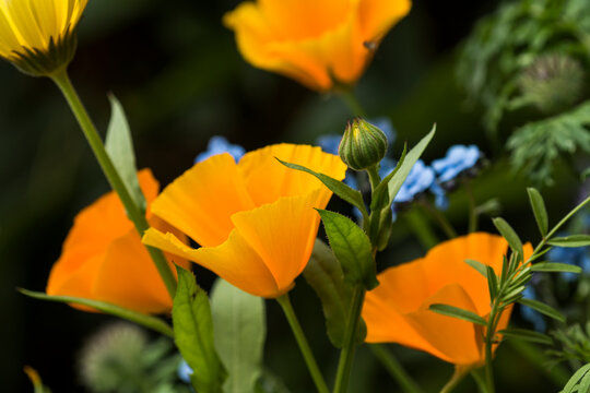 California poppies (Eschscholzia californica) bloom in an Oregon flower garden; Astoria, Oregon, United States of America