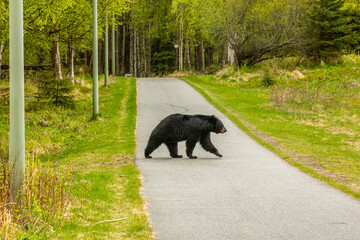 A mature Black bear (Ursus americanus) crosses a bike trail in Kincaid Park in Anchorage, South-central Alaska; Anchorage, Alaska, United States of America