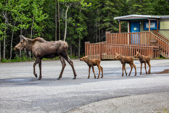 A cow moose (Alces alces) with rare triplet calves drinking from a puddle in the parking lot of the Denali Post Office; Alaska, United States of America