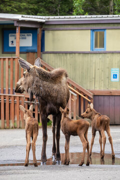 A cow moose (Alces alces) with rare triplet calves drinking from a puddle in the parking lot of the Denali Post Office, Denali National Park and Preserve; Alaska, United States of America