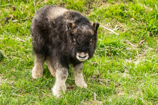 Muskox calf (Ovibos moschatus), less than a month old, looking at the camera, Alaska Wildlife Conservation Center; Portage, Alaska, United States of America