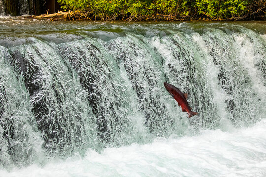 A King Salmon, also known as Chinook salmon (Oncorhynchus tshawytscha), attempts to jump the falls at the Fish Hatchery pond, South-central Alaska; Anchorage, Alaska, United States of America