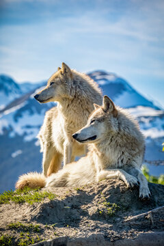 Two female Gray wolves (Canis lupus) looking out with a mountain in the background, Alaska Wildlife Conservation Center; Portage, Alaska, United States of America