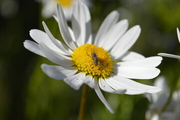 Fototapeta premium daisy flower