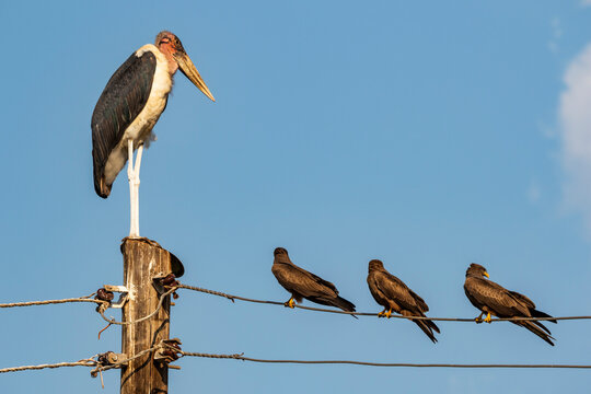Marabou stork (Leptoptilos crumenifer) and black kites (Milvus migrans) sitting on a power line; Hoima, Western Region, Uganda