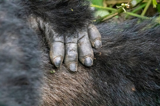 Close-up of hand and hair of Mountain gorilla (Gorilla beringei beringei), Bwindi Impenetrable National Park; Western Region, Uganda