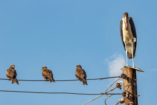 Marabou stork (Leptoptilos crumenifer) and black kites (Milvus migrans) sitting on a power line; Hoima, Western Region, Uganda