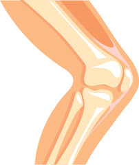 Human knee icon. Cartoon anatomy leg bone structure - obrazy, fototapety, plakaty
