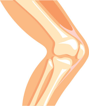 Human knee icon. Cartoon anatomy leg bone structure