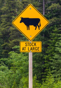 Yellow caution sign on a roadside warning of livestock; Kananaskis Improvement District, Alberta, Canada