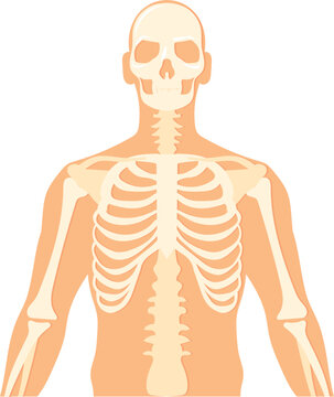 Upper body body structure. Human skeleton anatomy