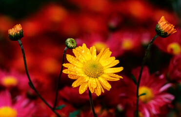 Korean chrysanthemums (Asteraceae), New York Botanical Garden; Bronx, New York, United States of America