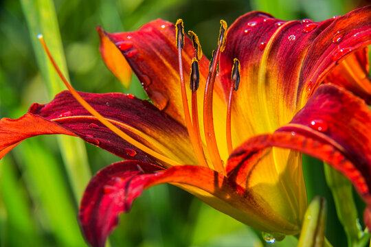 Daylily (Hemerocallis), 'Painted Lady' Hemerocaiildaceae, New York Botanical Garden; Bronx, New York, United States of America