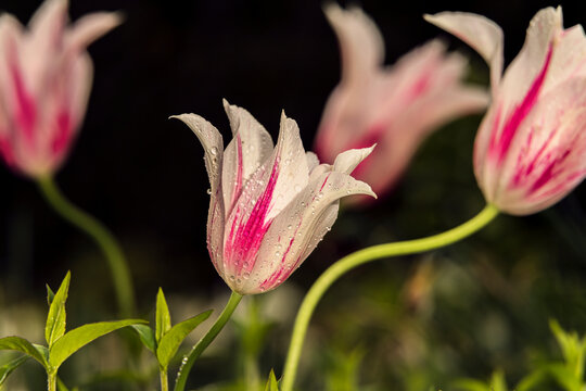 Lily-flowered tulips, 'Marilyn' (tulipa), New York Botanical Garden; Bronx, New York, United States of America