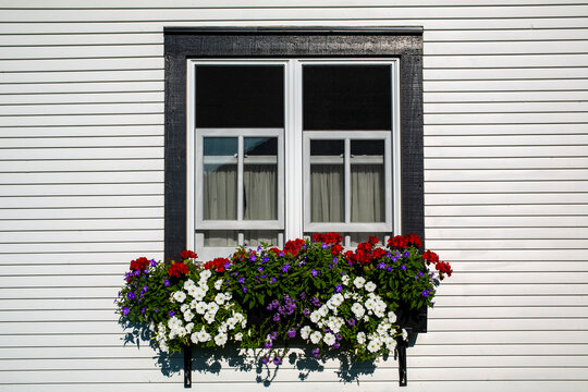 Colourful variety of blossoming flowers on a windowsill; Iron Hill, Quebec, Canada