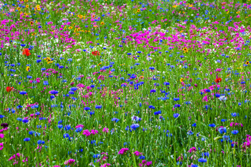 Vibrant wildflowers in a meadow; Bolton Centre, Quebec, Canada
