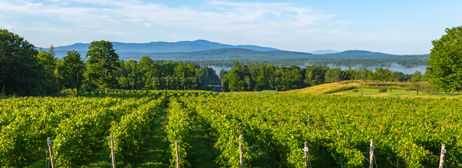 Vineyard with mountains in the distance; Shefford, Quebec, Canada