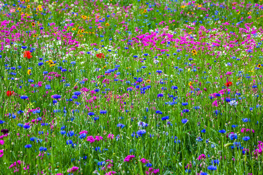 Vibrant wildflowers in a meadow; Bolton Centre, Quebec, Canada