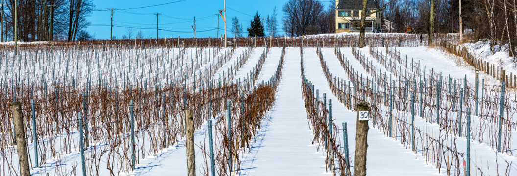 Vineyard in winter with snow and blue sky; Shefford, Quebec, Canada
