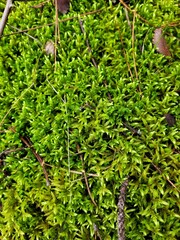 forest green moss in the form of small Christmas trees