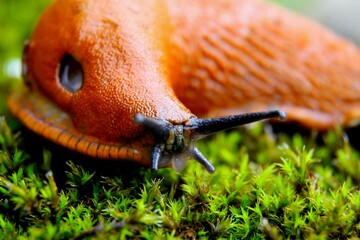an orange slug on moss