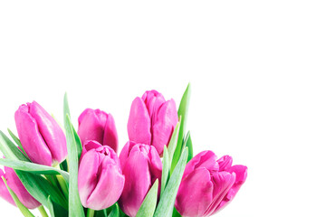 Bunch of pink tulip flowers isolated on white background. Spring holidays concept