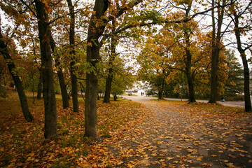 Obraz premium Autumn landscape. Autumn nature. Fall scene. Park covered by yellow foliage. Tranquil background. Colorful forest in sunlight, Helsinki, Finland