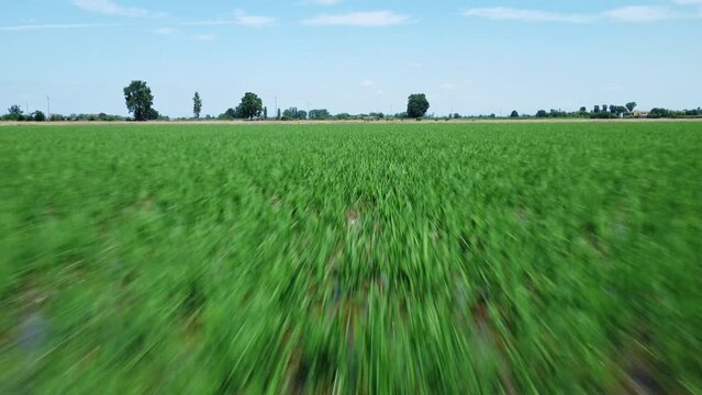 Rice field near Abbiategrasso, Lombardy, Italy