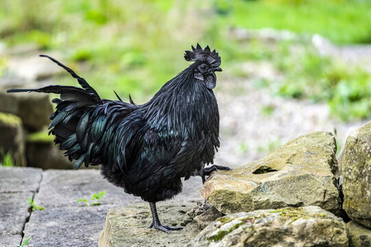 Black cockerel, Ayam Cemani, a rare bird, standing on a wall looking down; Hexham, Northumberland, England