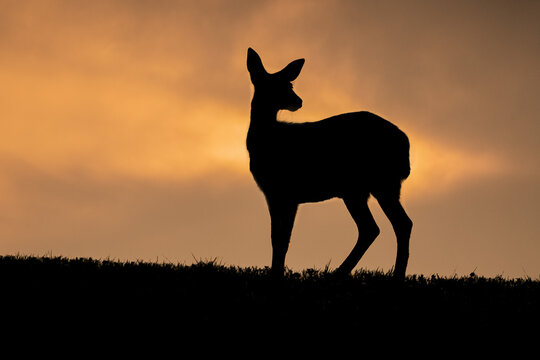 Silhouette of a black-tail deer (Odocoileus hemionus sitkensis) standing against a glowing orange sky at sunset in Tongass National Forest; Alaska, United States of America