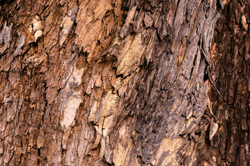 Close up tree bark texture