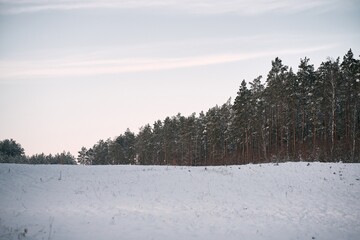 Winter forest ground angle view. Concept of natural christmas season wonderland.
