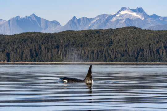 Killer whale (Orcinus orca) surfacing beside the Coastal range, Inside Passage, Lynn Canal; Alaska, United States of America - Powered by Adobe