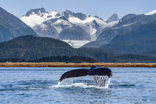 Humpback whale (Megaptera novaeangliae) lifts it's fluke as it feeds in Lynn Canal, with Herbert Glacier and Coast Range in the background; Alaska, United States of America