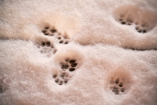 Cat paws on fresh snow. Cat footprints in the snow. Cat tracks on fresh snow.