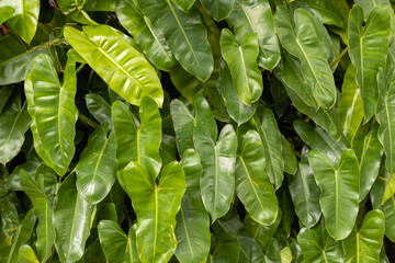 Fototapeta na wymiar Close up of green tropical leaves, Background texture