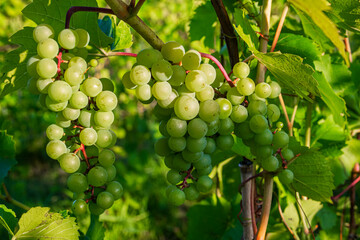 Green grapes ripening in clusters on a vine; Shefford, Quebec, Canada