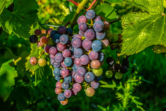 Frontenac Noir Grapes ripening in a cluster on a vine; Shefford, Quebec, Canada