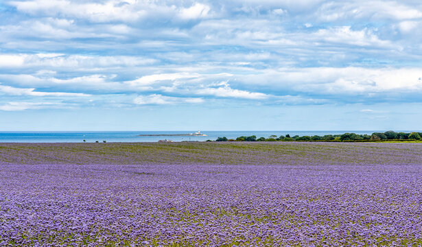 A view over fields planted with Phacelia to the Coquet Lighthouse off the Northeast coast; Northumberland England