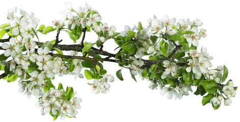 Beautiful spring blossom branch with flowers