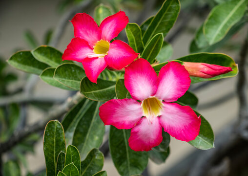 Desert rose (Adenium); Banjar, Bali, Indonesia
