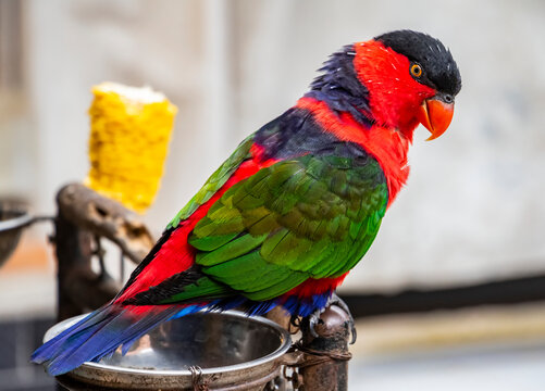 Parakeet; Kamasan, Bali, Indonesia