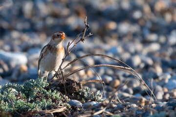 Snow bunting (Plectrophenax nivalis) on the North Norfolk coast, UK, in winter.