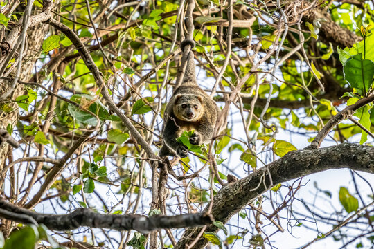 Sulawesi bear cuscus or Sulawesi bear phalanger (Ailurops ursinus), Tangkoko Batuangus Nature Reserve; North Sulawesi, Indonesia