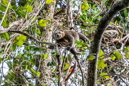 Sulawesi bear cuscus or Sulawesi bear phalanger (Ailurops ursinus), Tangkoko Batuangus Nature Reserve; North Sulawesi, Indonesia