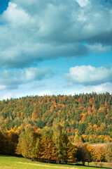 view from the top of the autumn forest background
